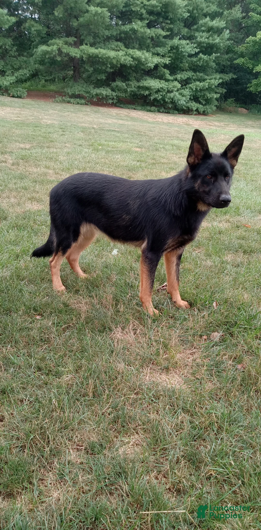 German Shepherd dogs for sale: Dallas- Special  - Ad 5