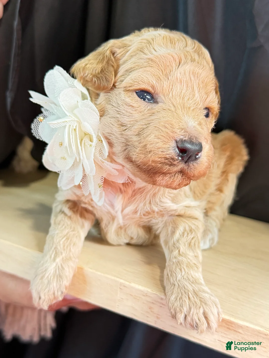 Miniature Poodle dogs for sale: King - Ad 1