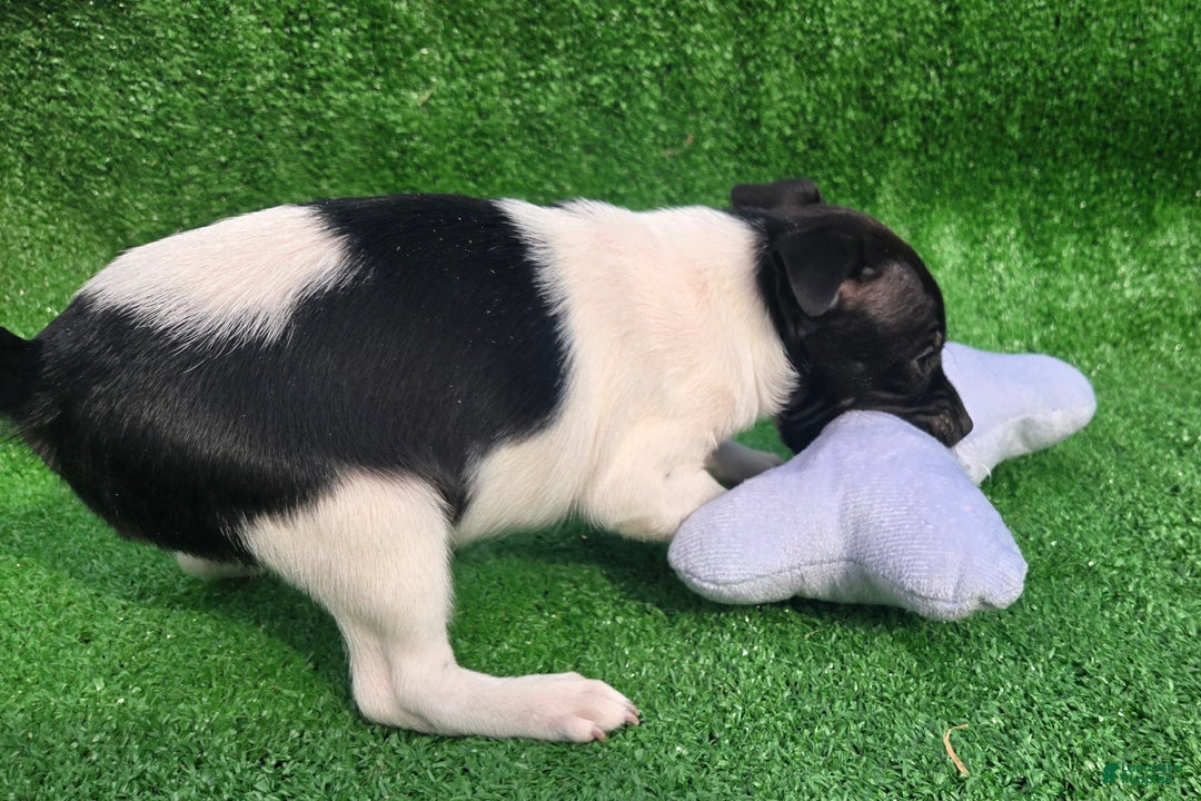 Jack Russell Terrier dogs for sale: Jack Russell Terrier Puppy 3 - Ad 2