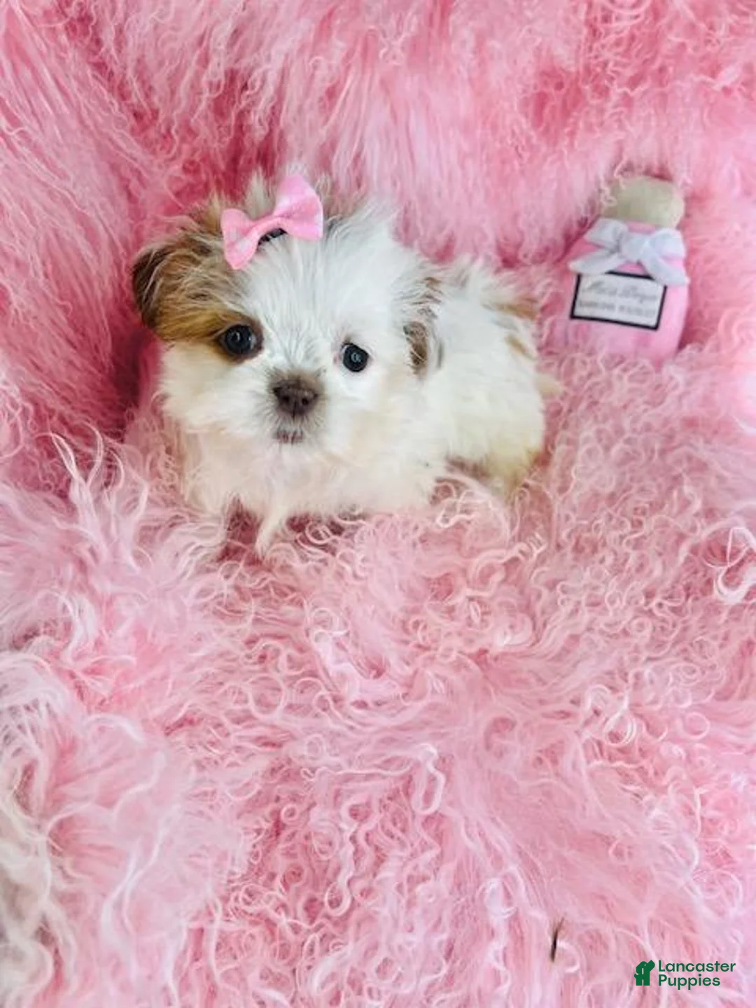 Shih Tzu dogs for sale: Shih Tzu Puppy 1 - Ad 2