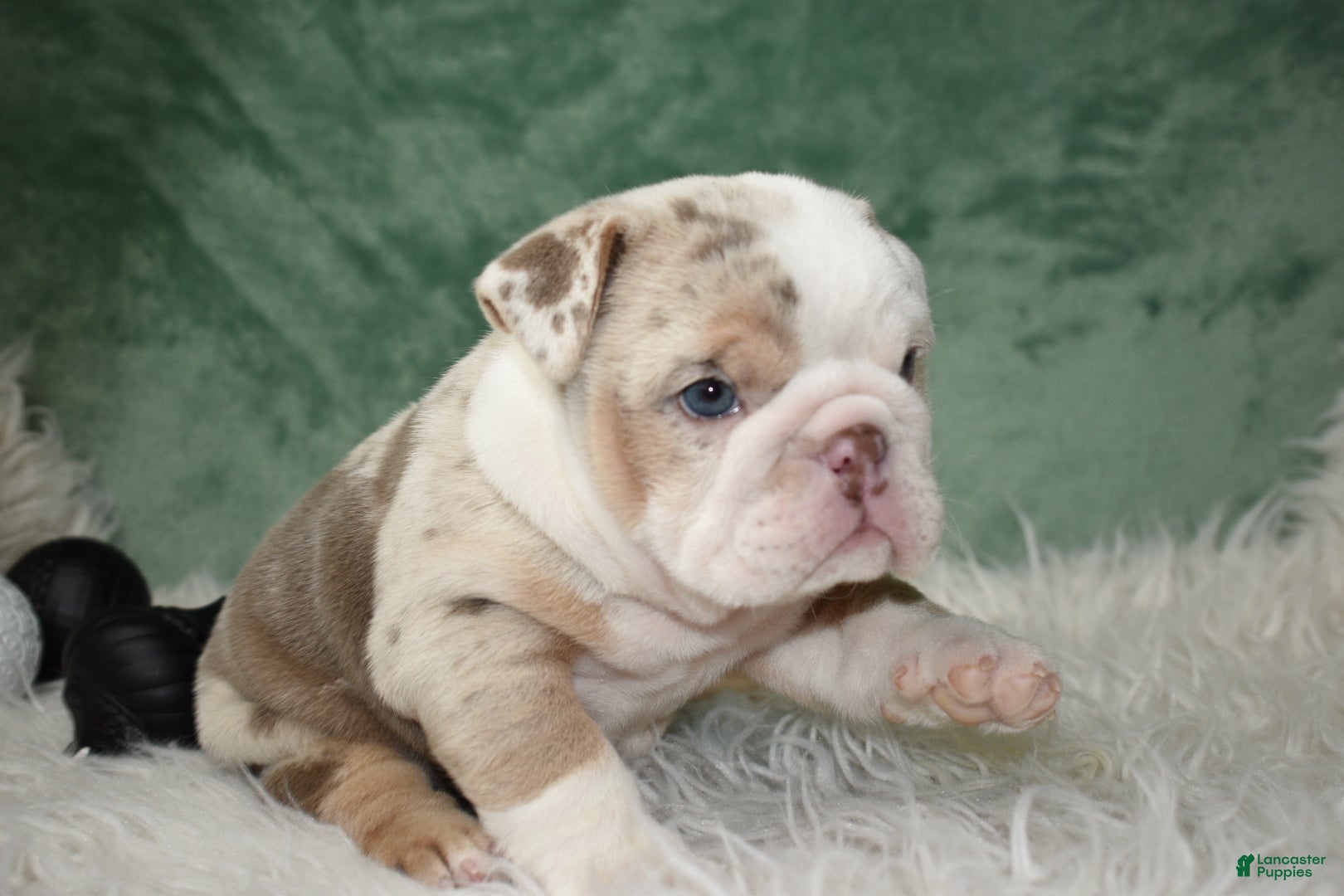 English Bulldog dogs Annabella  - Ad 9