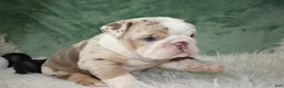 English Bulldog dogs for sale: Annabella  - Ad 4