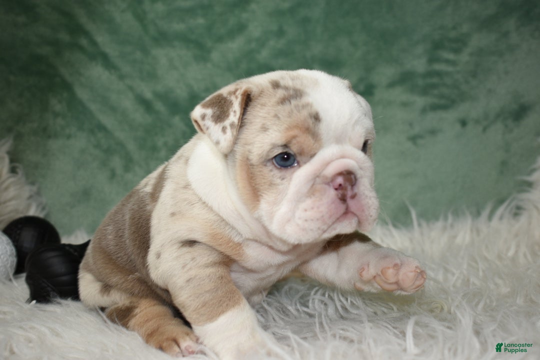 English Bulldog dogs for sale: Annabella  - Ad 4