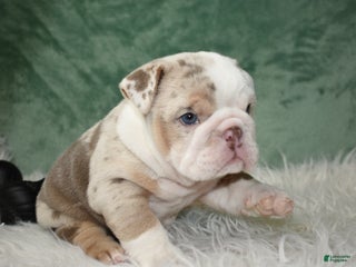 English Bulldog dogs Annabella - Ad 9