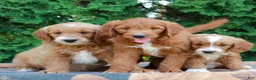 Goldendoodle dogs for sale: Tanner  - Ad 5