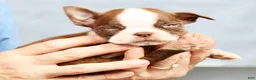 Boston Terrier dogs for sale: Peanut - Ad 8