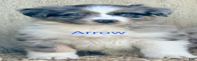 Arrow