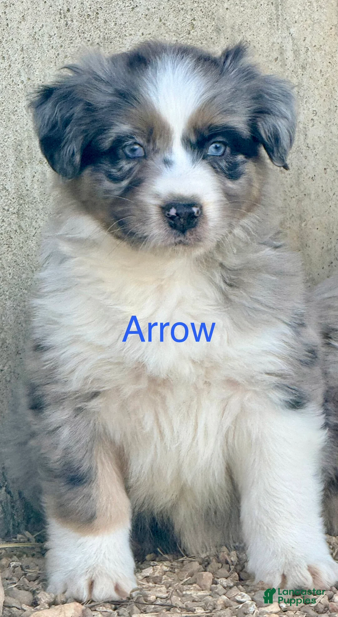 Australian Shepherd dogs for sale: Arrow - Ad 1