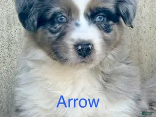 Australian Shepherd dogs Arrow - Ad 19