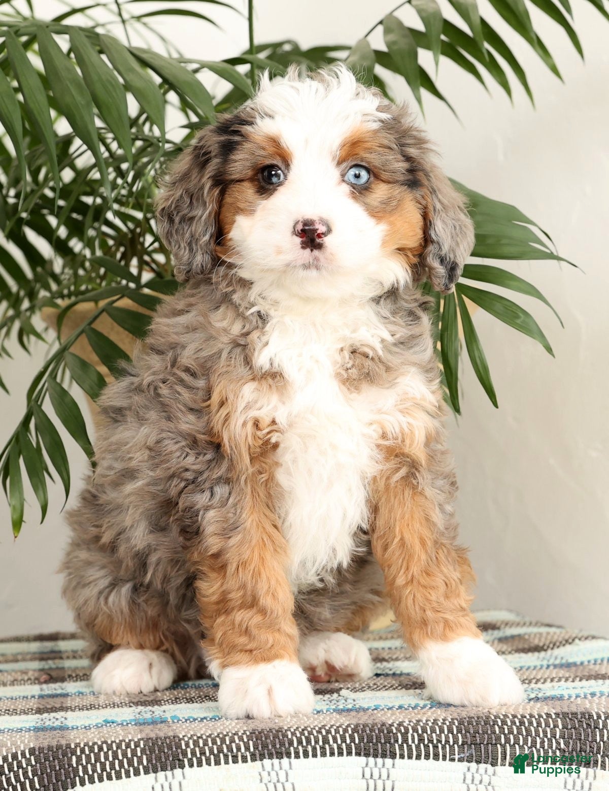 Mini Bernedoodle dogs Missy - Ad 19