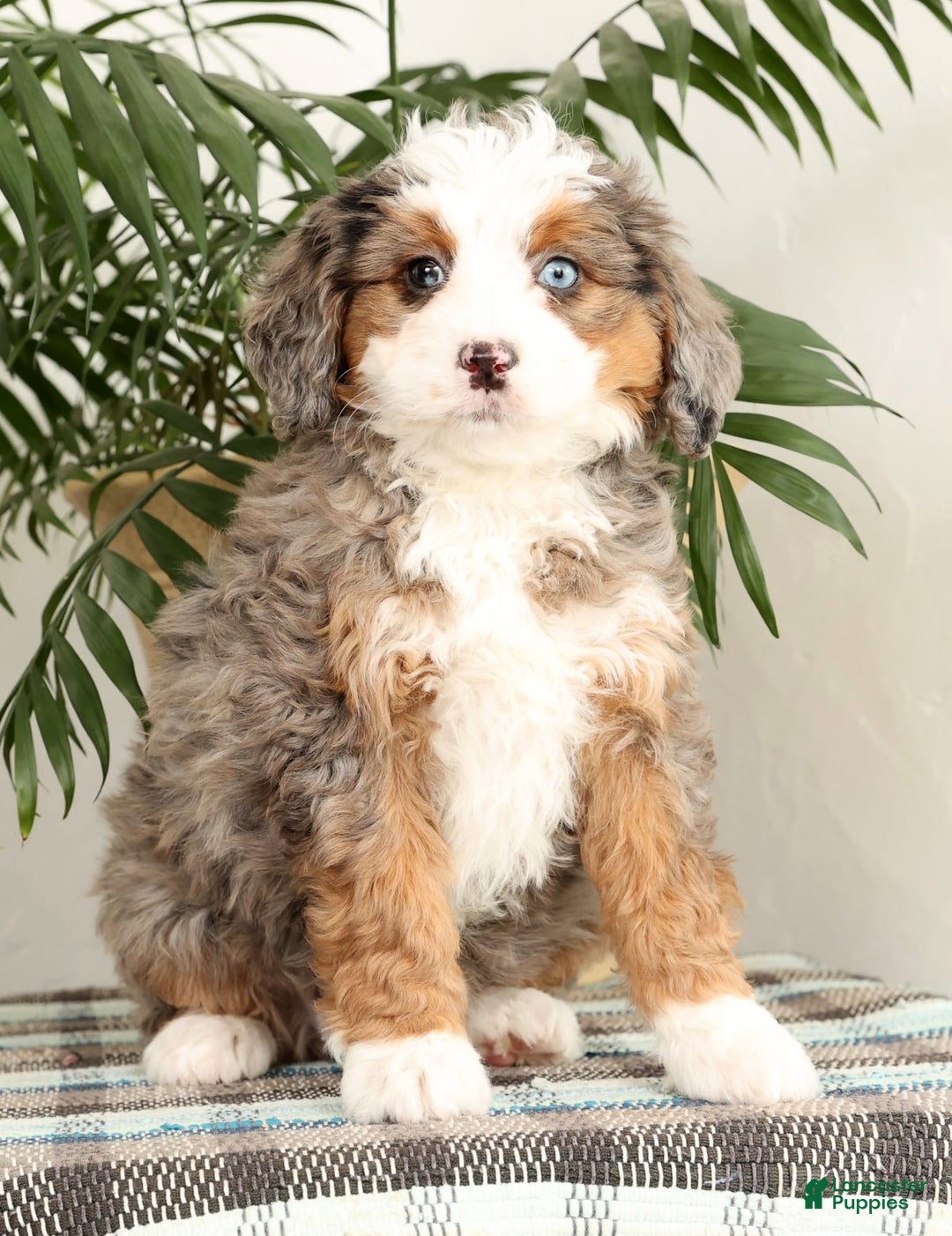 Mini Bernedoodle dogs for sale: Missy - Ad 1