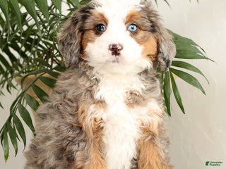 Mini Bernedoodle dogs Missy - Ad 5