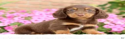 Miniature Dachshund dogs for sale: Dominic - Ad 3