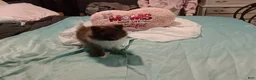 Pomeranian dogs for sale: Pomeranian 2 - Ad 7