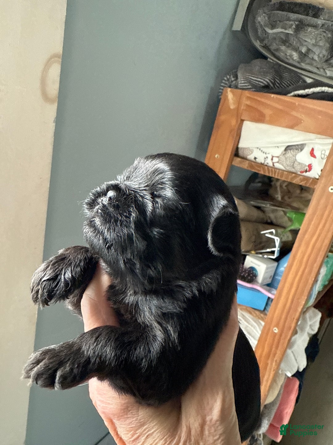 Brussels Griffon dogs for sale: Cassidy - Ad 1