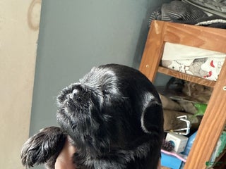 Brussels Griffon dogs Cassidy - Ad 4