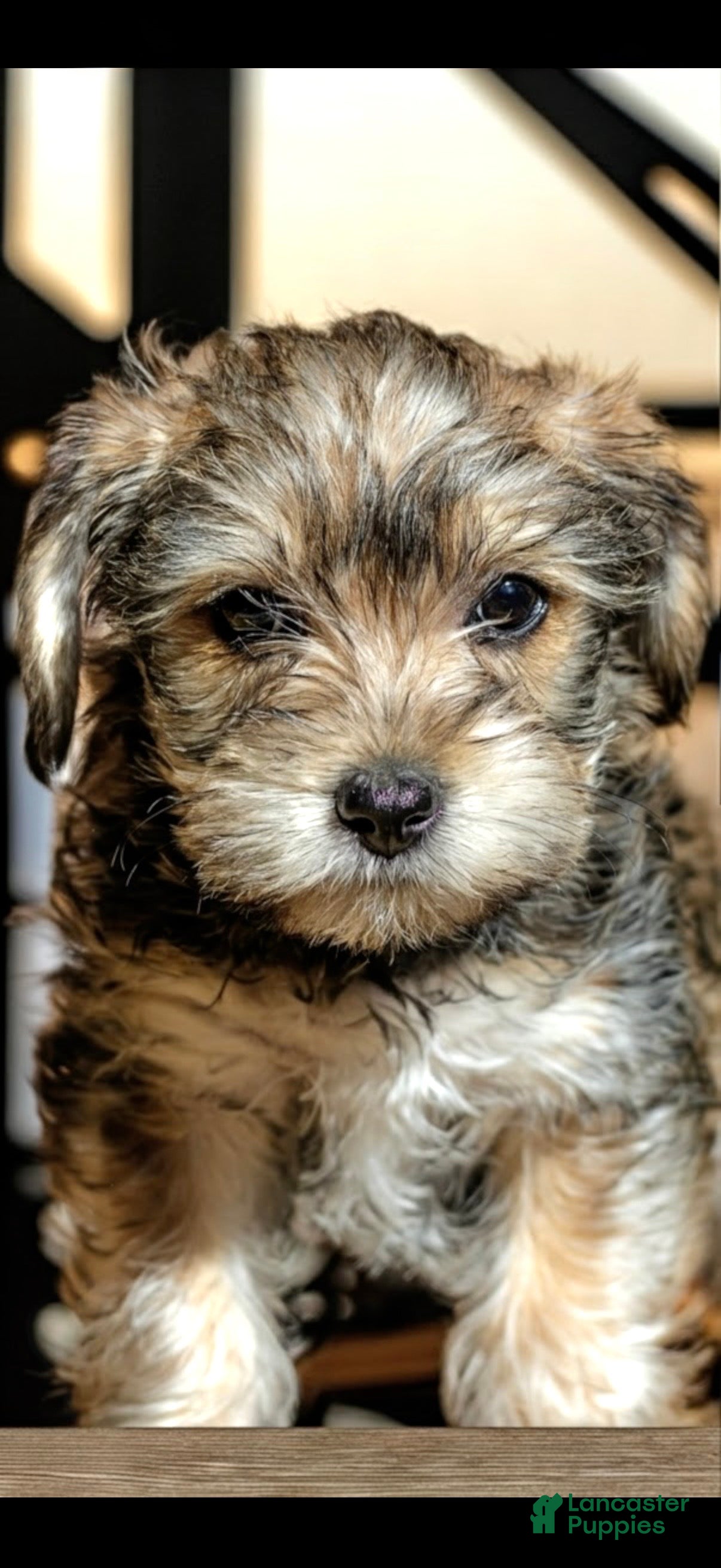 Mixed Breed dogs Mixed Breed Puppy 4 - Ad 2