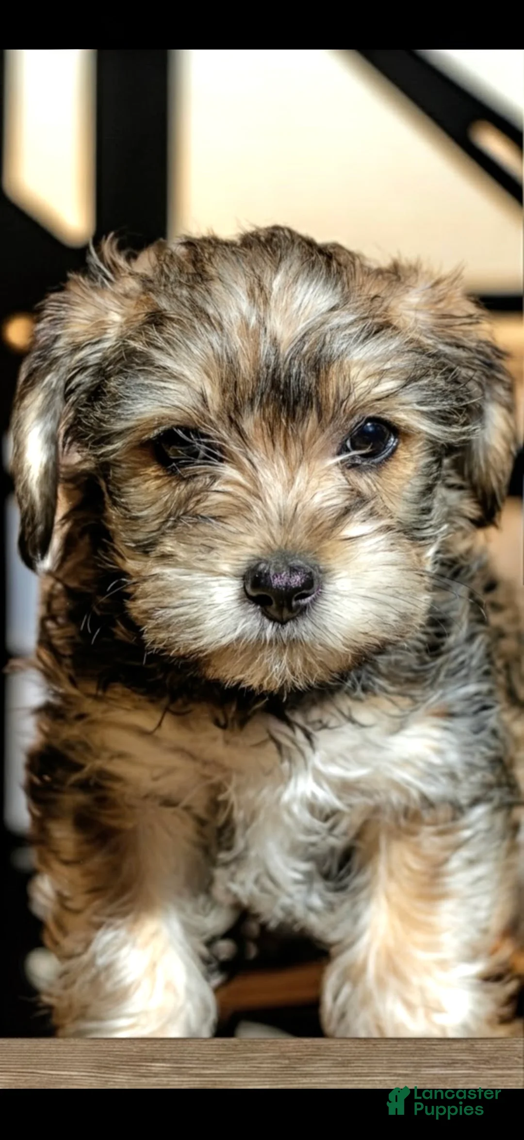 Mixed Breed dogs for sale: Mixed Breed Puppy 4 - Ad 2