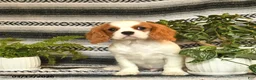 Cavalier King Charles Spaniel dogs for sale: Handsome - Ad 2