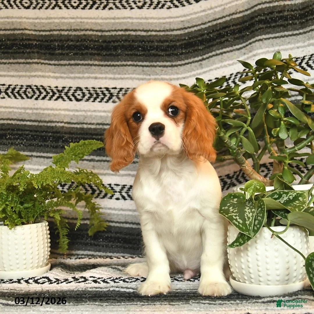 Cavalier King Charles Spaniel dogs for sale: Handsome - Ad 2