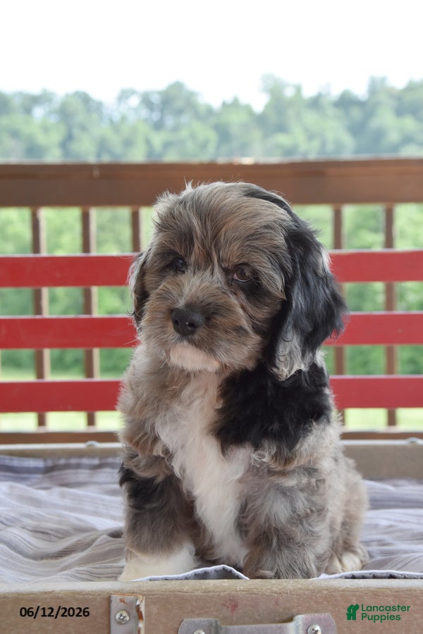 Cockapoo dogs Philip - Ad 2