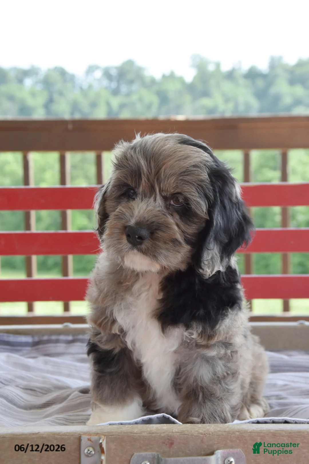 Cockapoo dogs for sale: Philip - Ad 2