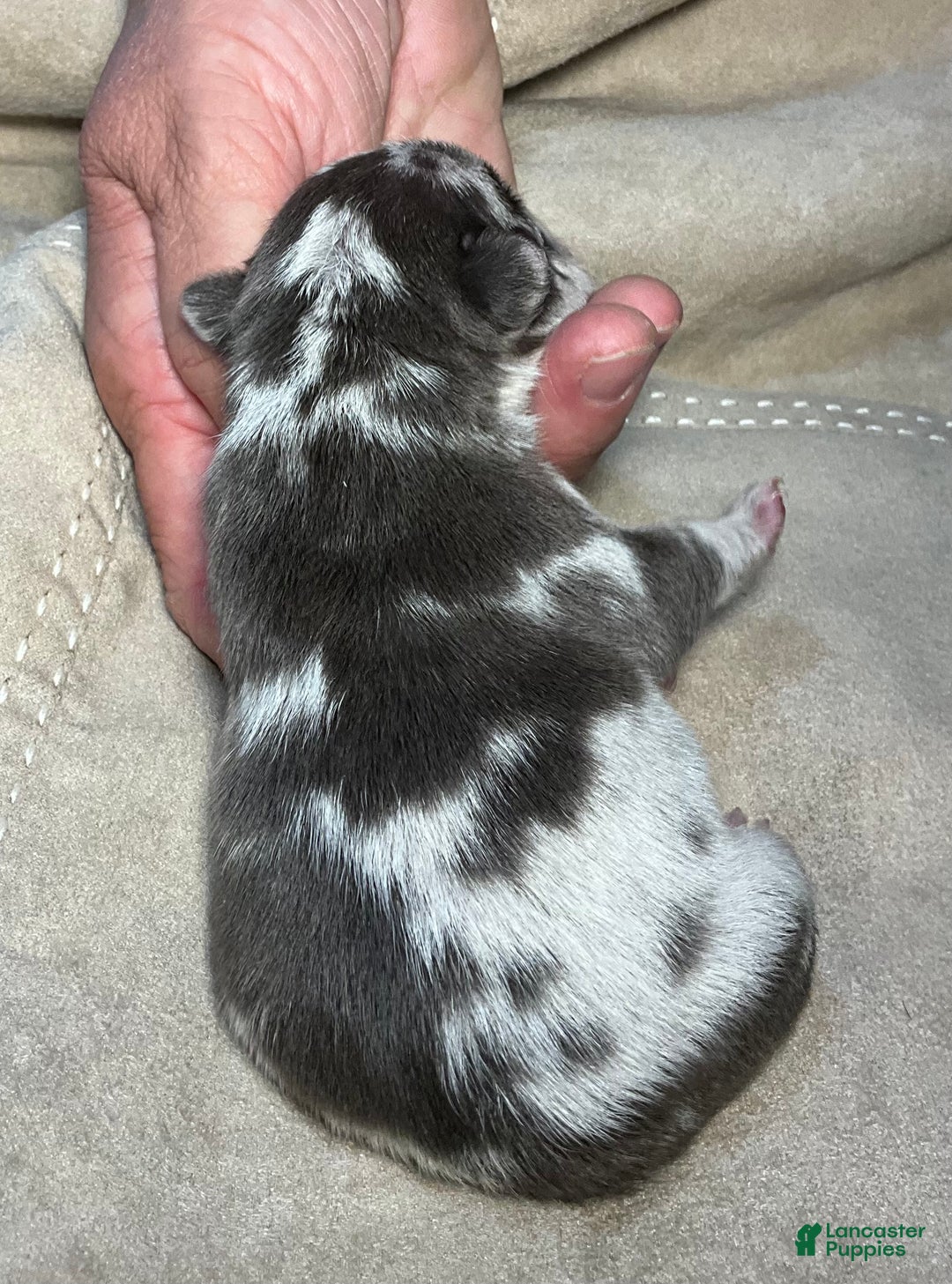 French Bulldog dogs for sale: Arrow - Ad 31