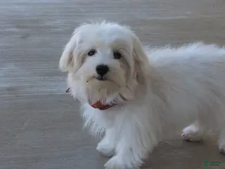 Maltese dogs for sale: Gus 7 lbs Full Grown - Ad 3