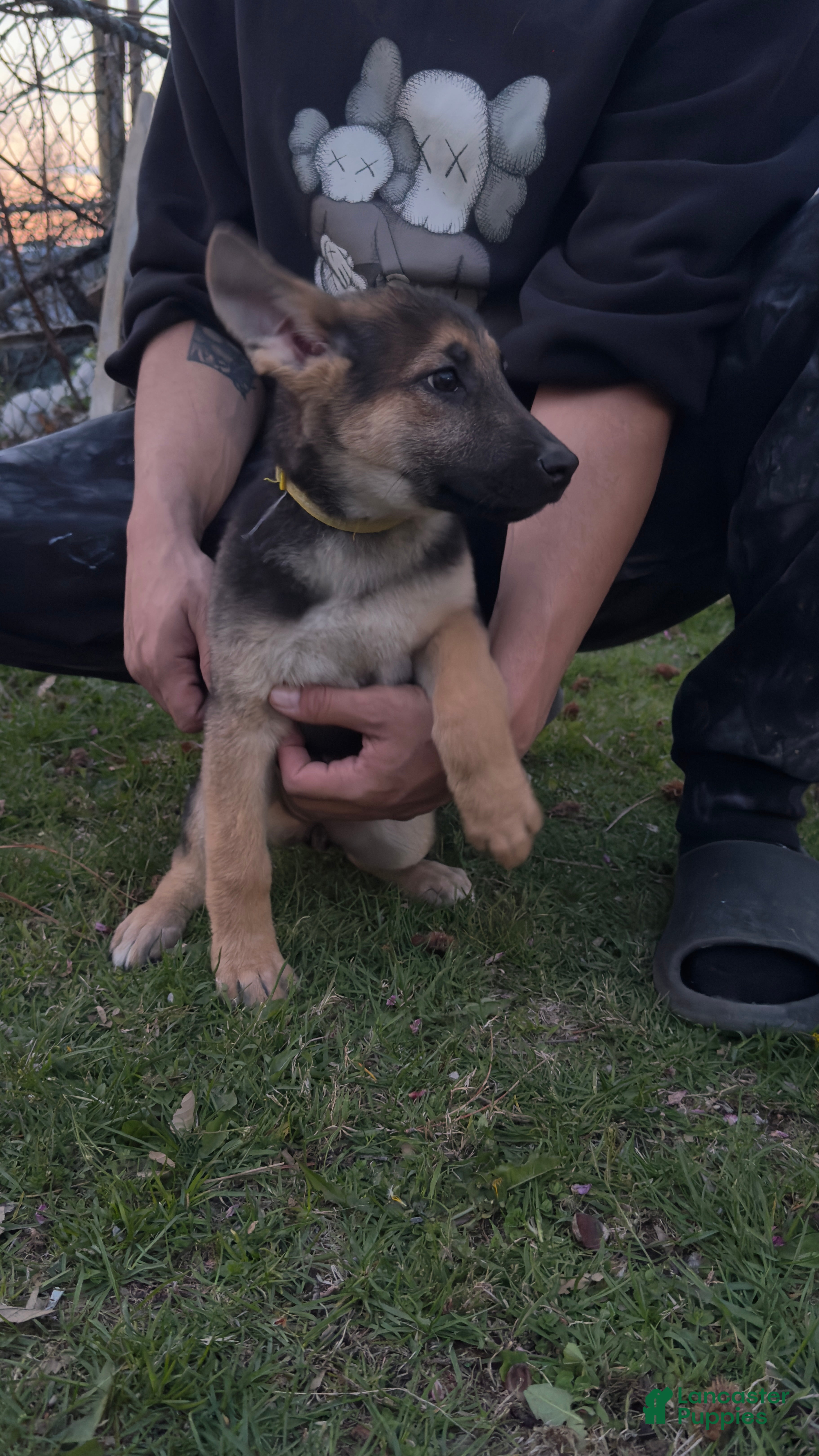 German Shepherd dogs Dakota - Ad 2