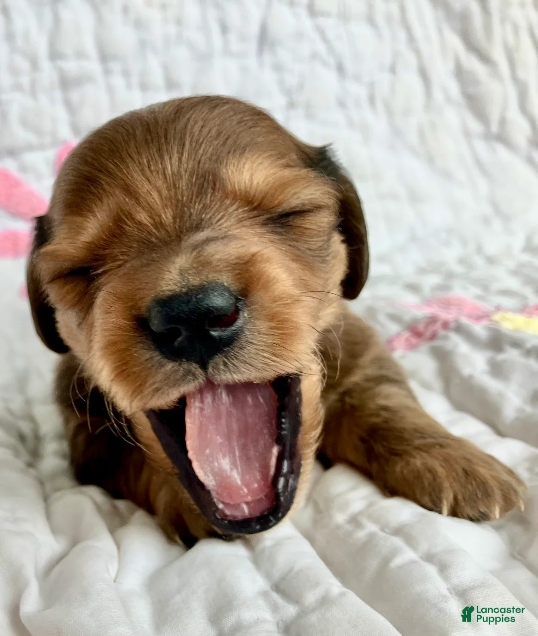 Miniature Dachshund dogs for sale: Coco Bean of St. Wiggles - Ad 4