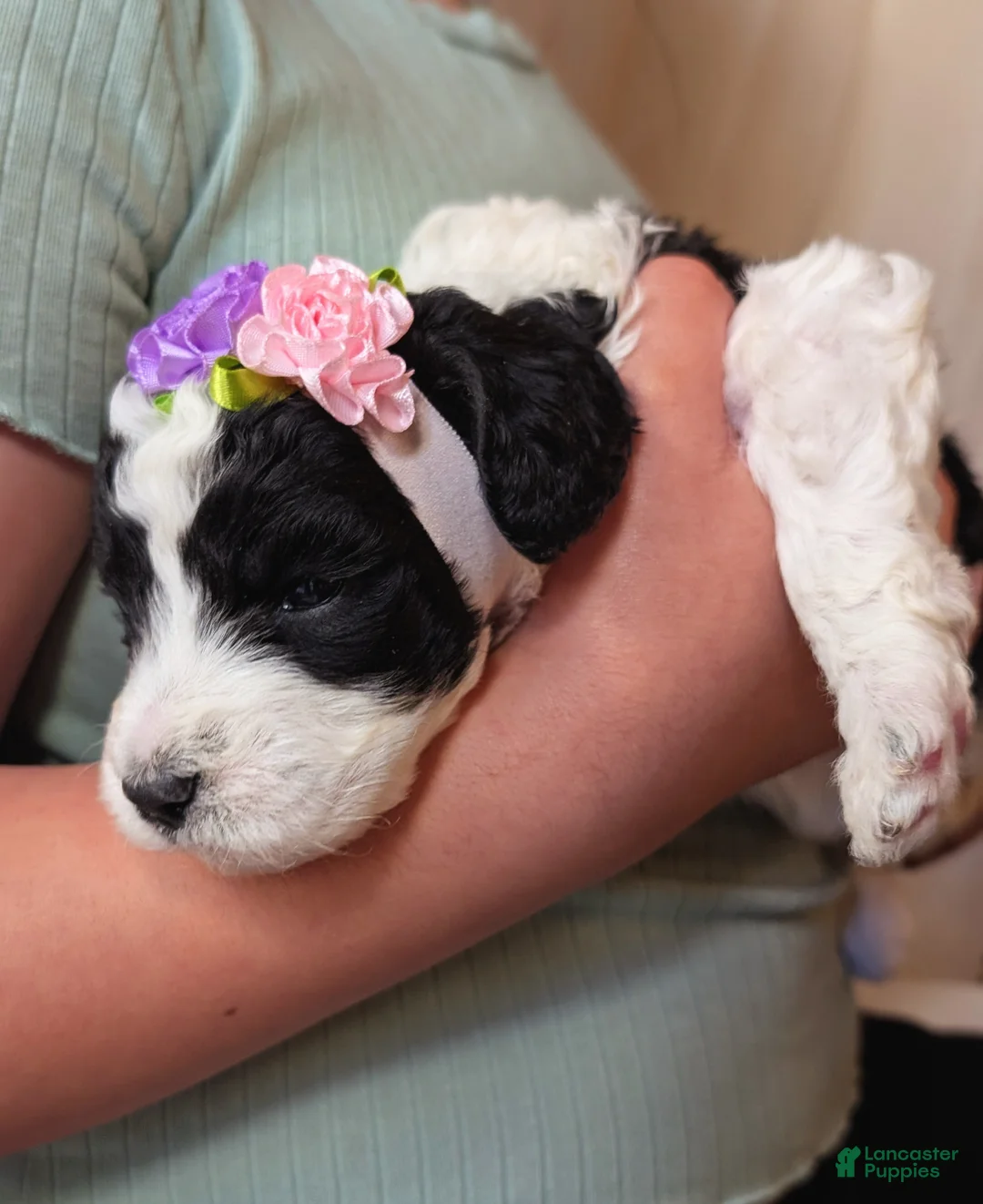 Mixed Breed dogs for sale: PRESLEY GIRL - Ad 5