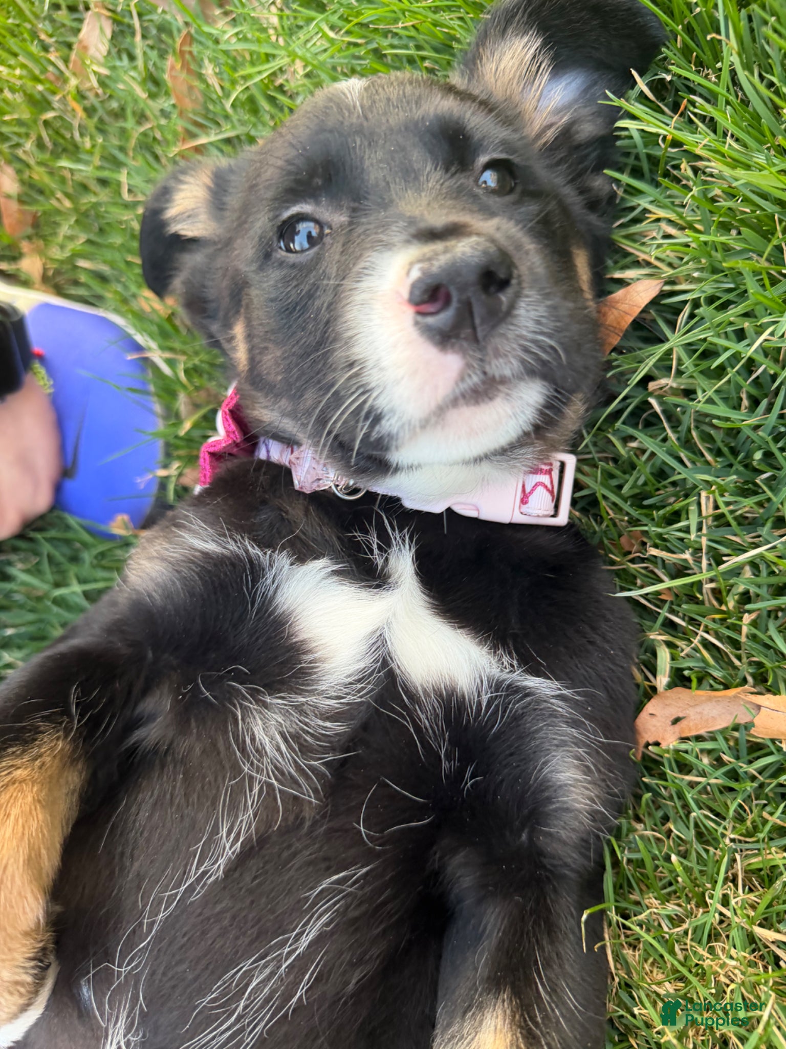 Mixed Breed dogs Mixed Breed Puppy 1 - Ad 42