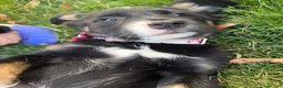 Mixed Breed dogs for sale: Mixed Breed Puppy 1 - Ad 1