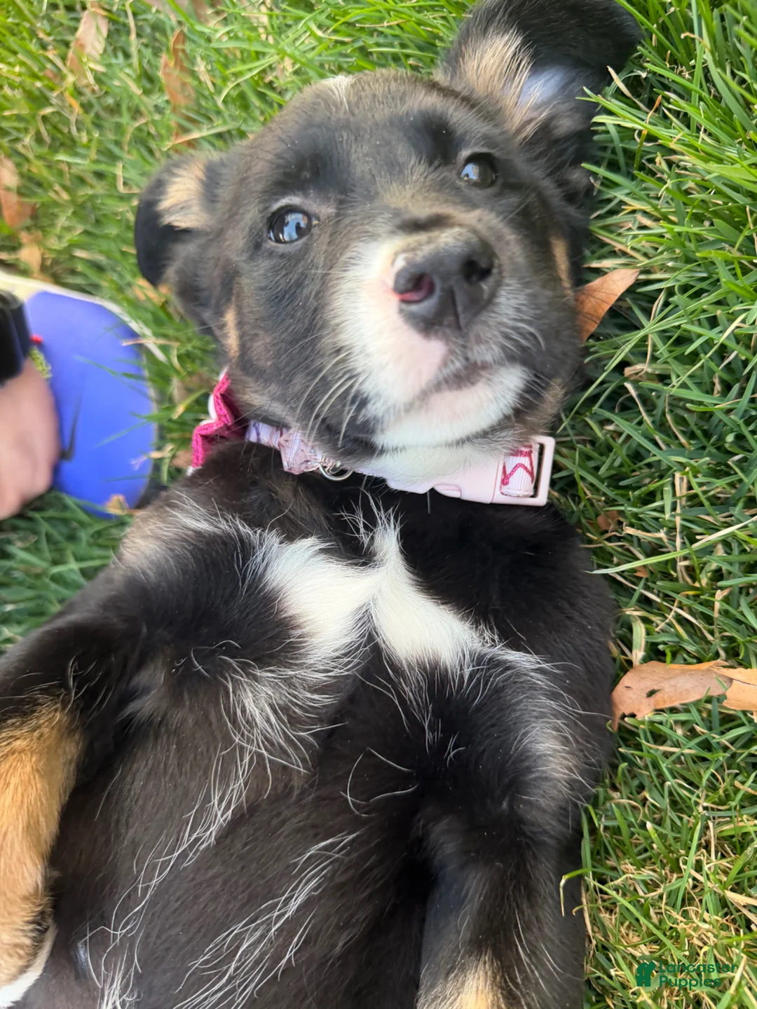 Mixed Breed dogs for sale: Mixed Breed Puppy 1 - Ad 1