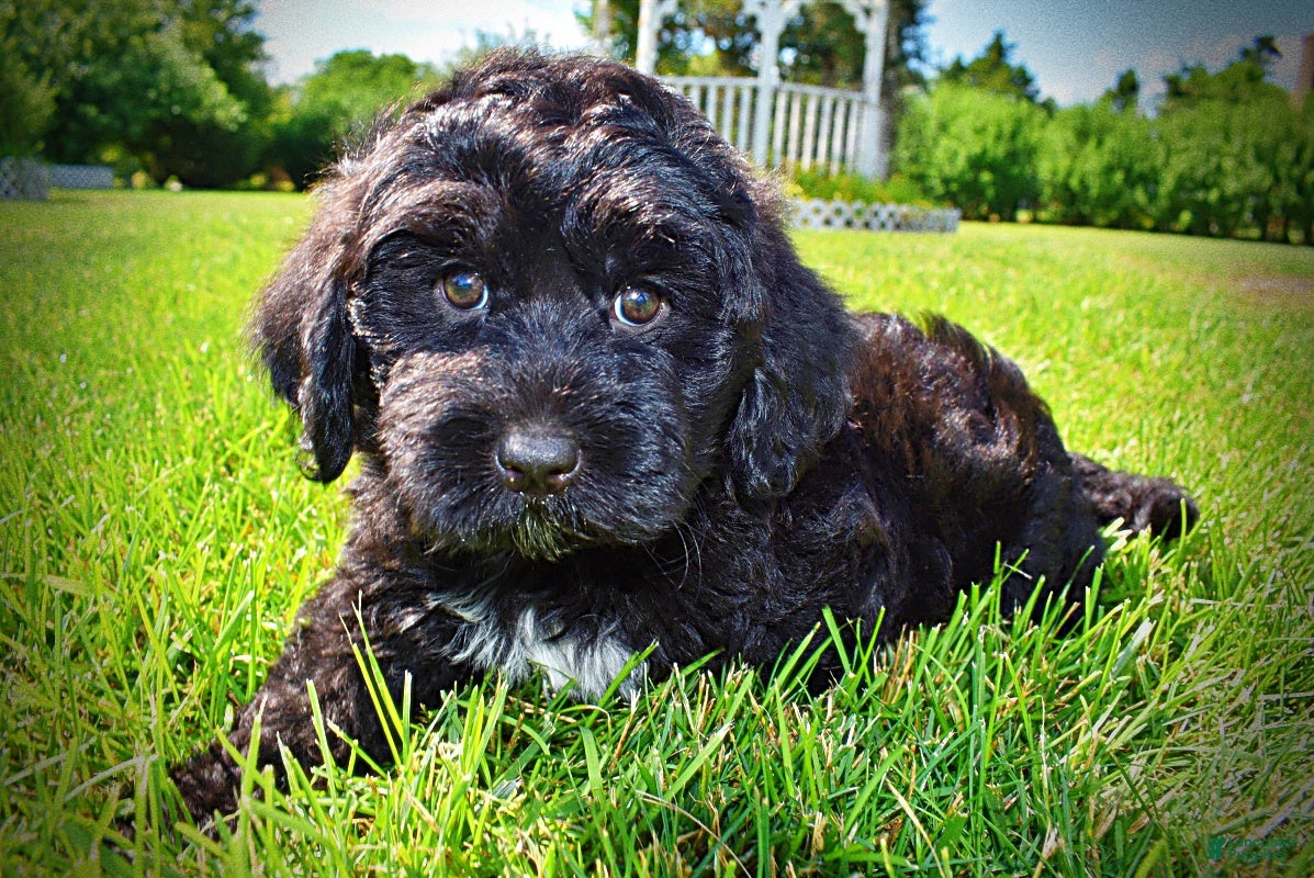 Havapoo dogs Webster - Ad 1