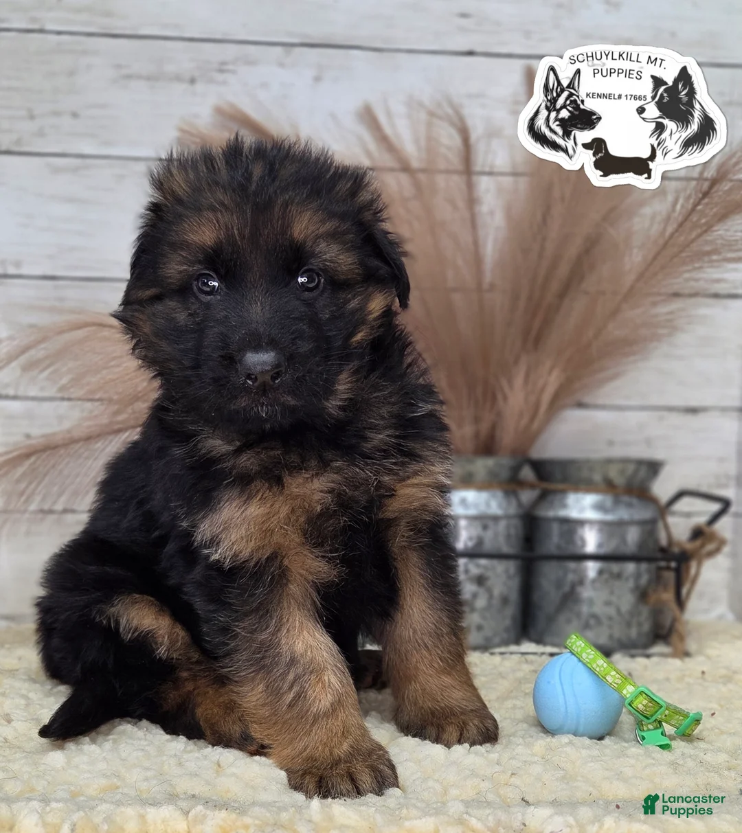 German Shepherd dogs for sale: Rocky  - Ad 1