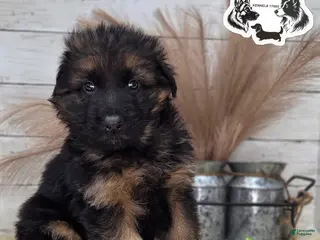 German Shepherd dogs Rocky - Ad 22