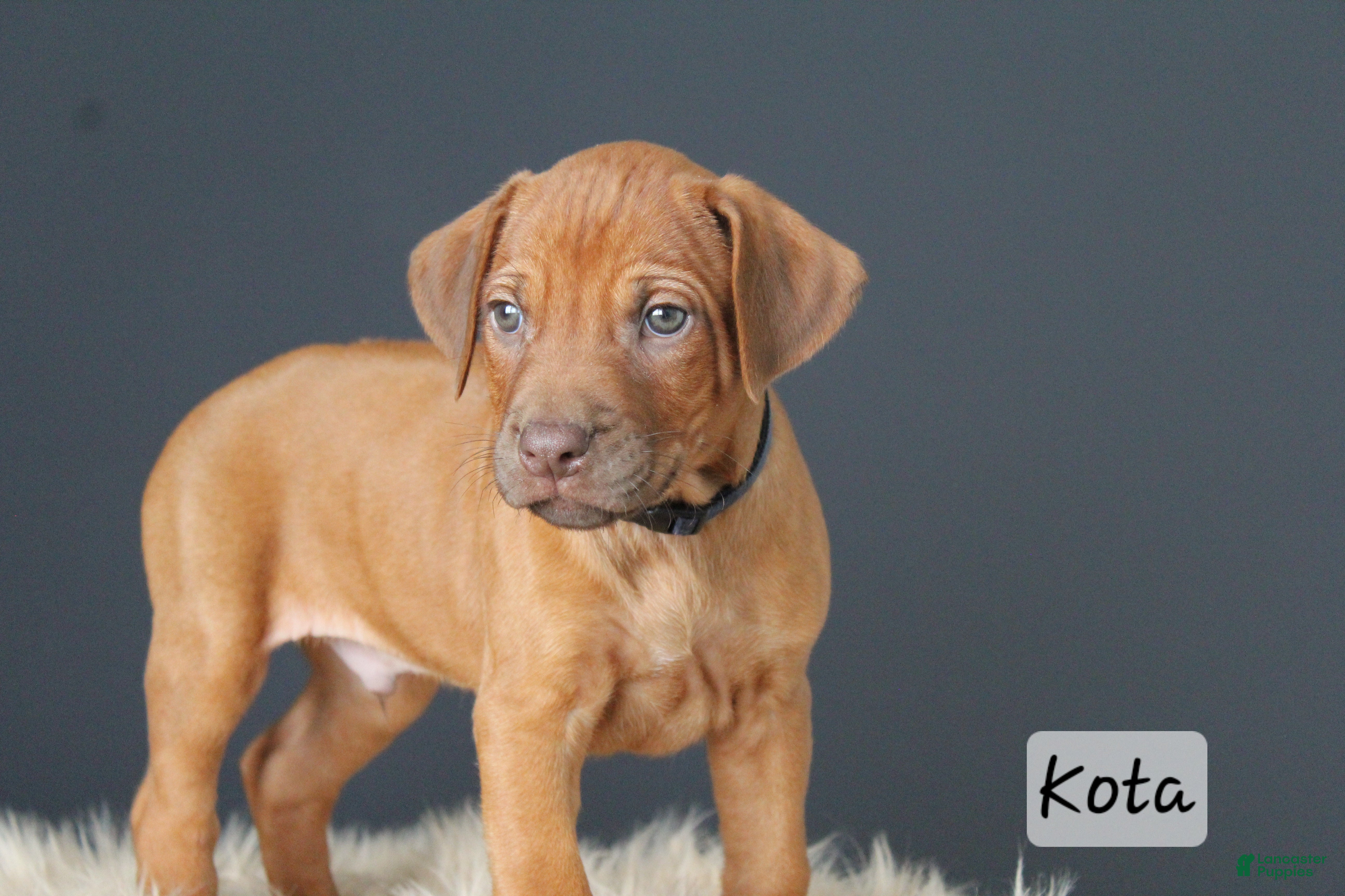 Rhodesian Ridgeback dogs Kota - Ad 1