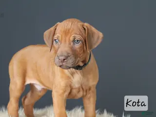 Rhodesian Ridgeback dogs for sale: Kota - Ad 1