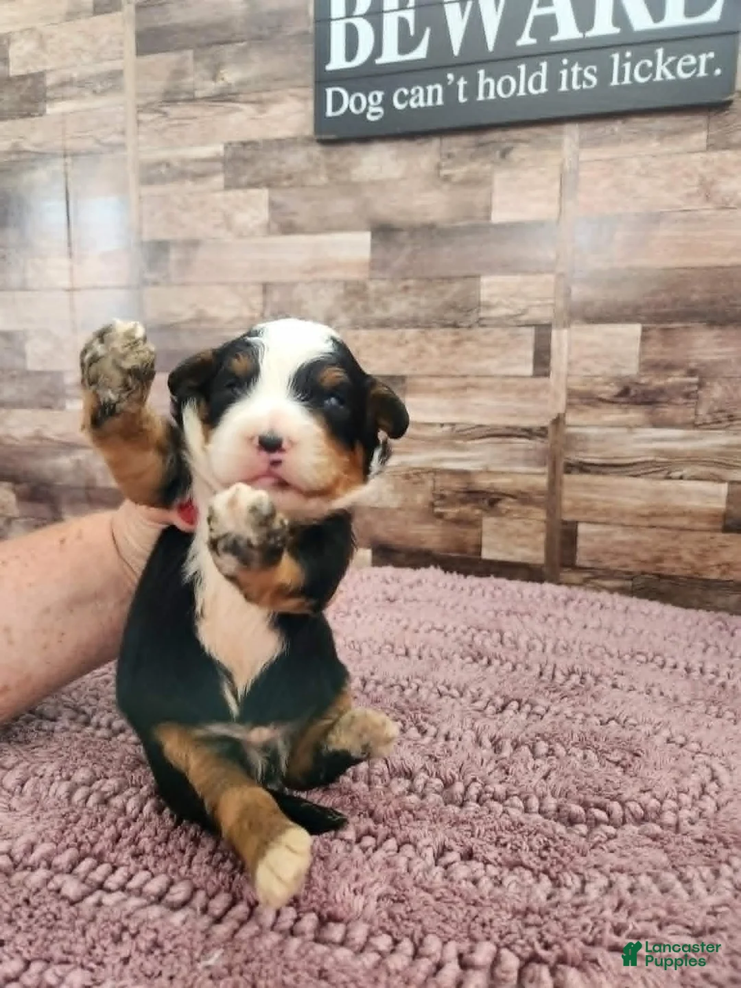 Mini Bernedoodle dogs for sale: #1 Male Mini Bernedoodle - Ad 4