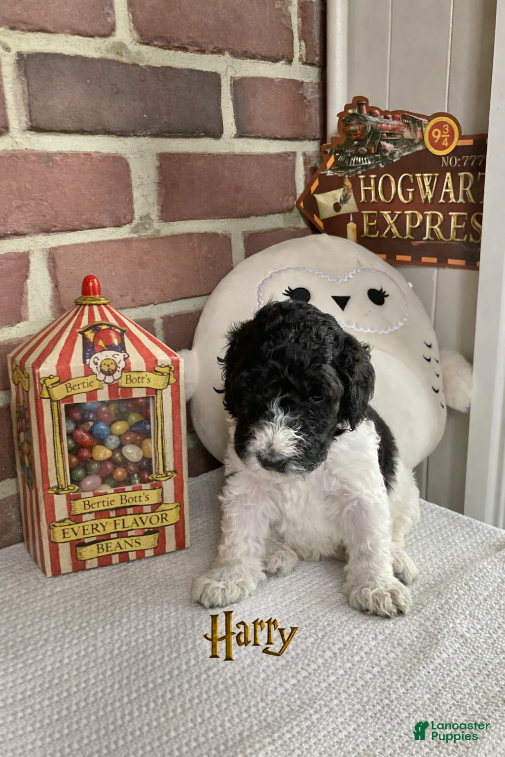 Bernedoodle dogs Harry - Ad 2
