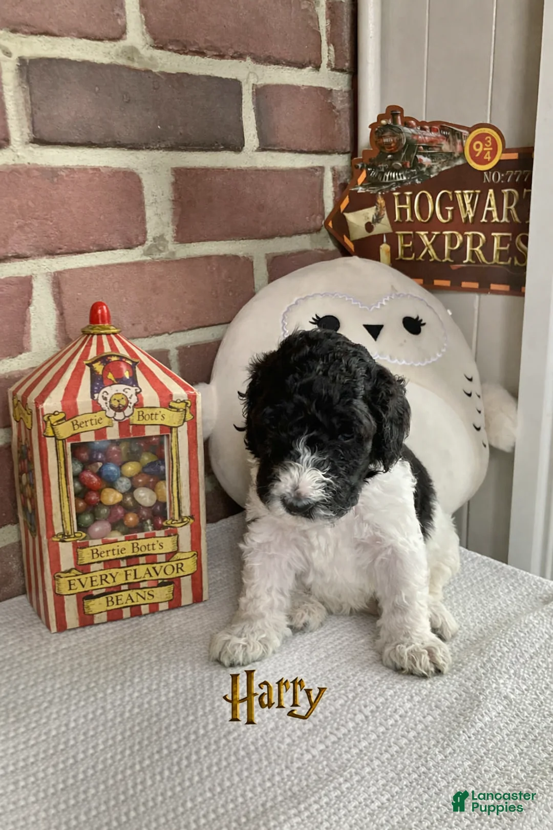 Bernedoodle dogs for sale: Harry - Ad 2