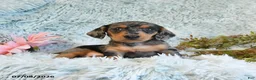 Miniature Dachshund dogs for sale: Buttons - Ad 2