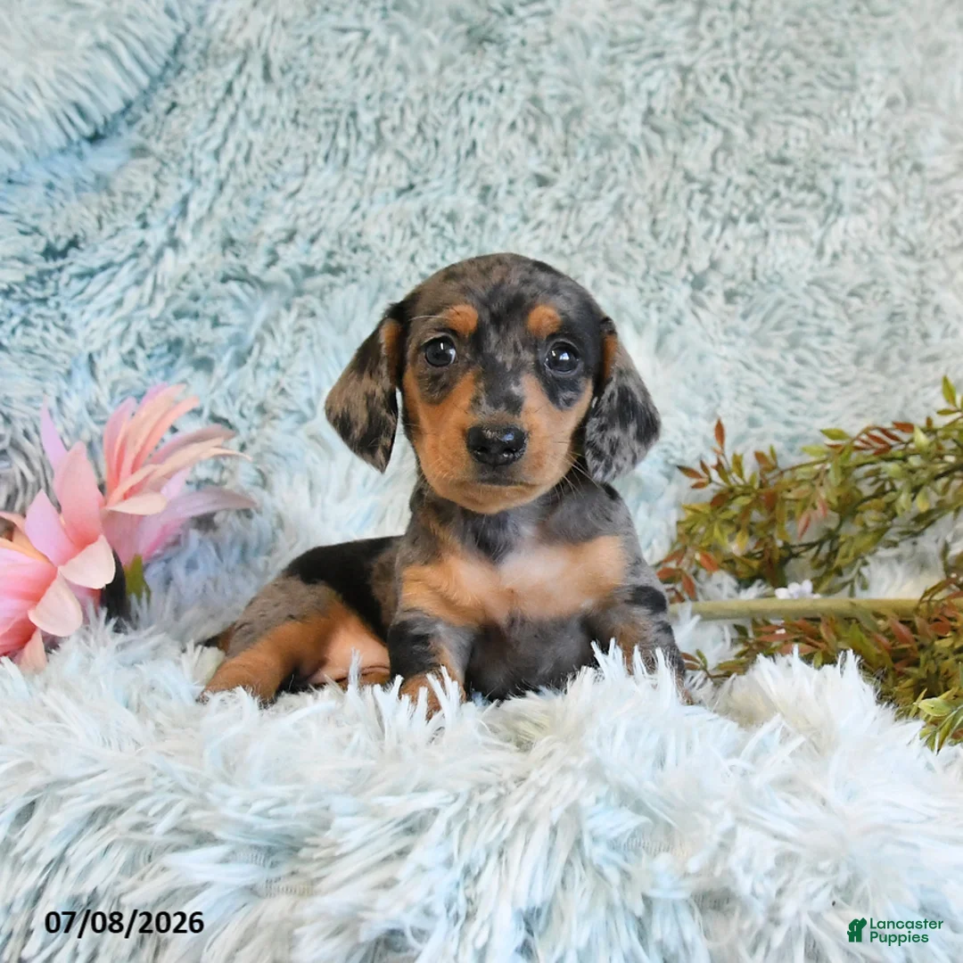 Miniature Dachshund dogs for sale: Buttons - Ad 2