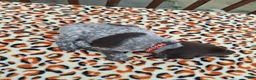 German Shorthaired Pointer dogs for sale: German Shorthaired Pointer Blaze - Ad 5