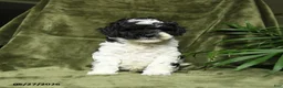 Miniature Poodle dogs for sale: Max - Ad 5