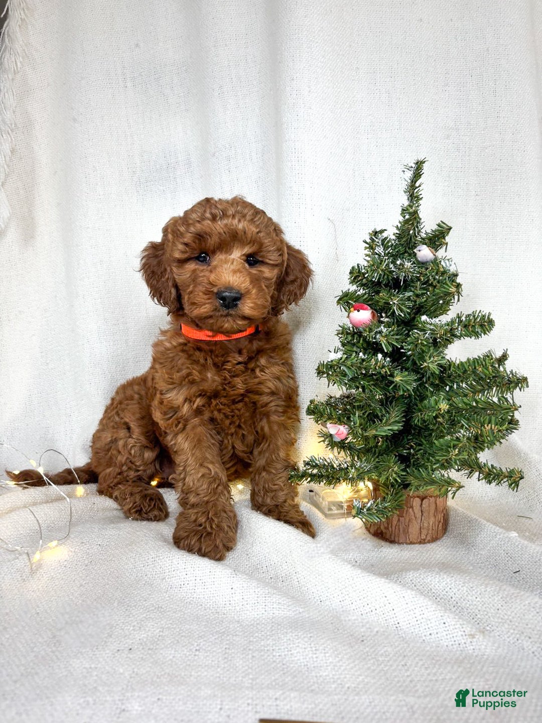 Goldendoodle dogs for sale: Penny - Ad 1