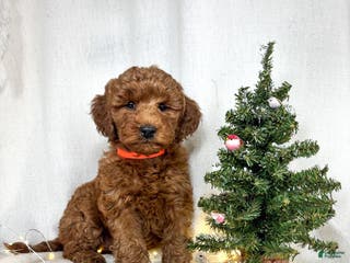 Goldendoodle dogs Penny - Ad 21
