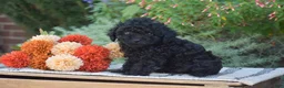 Toy Poodle dogs for sale: Bear - Ad 3