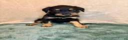 Mixed Breed dogs for sale: Marilyn - Ad 1